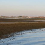 IMG_3762 blog bef Our favorite patch of lagoon, between Sant' Erasmo and the Vignole, at a classic January low tide. Here the vegetation is of the non-green variety, but it still reveals plenty of snacks for the birds.