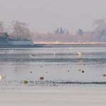 The tide is still going out but the egrets have already started noshing.  Among other wonders in this scene are the half-submerged scallops known as pinna nobilis, or "noble pen shell."