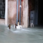As we got closer to the Riva dei Sette Martiri facing the lagoon, the reality of the tide going out began to really mean something.  The combined force of the water channeling out of the Grand Canal and the Giudecca Canal toward the sea hit the embankment approximately at the end of via Garibaldi.  Lino said he'd never seen anything like this, and he's seen every acqua alta in 70 years.  Walking against this was like walking against an Alpine torrent.