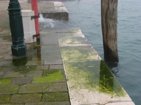 The constant and extreme "motondoso" in the Giudecca Canal has created the perfect environment for algae on what used to be considered dry land.  Do not ever step on this kind of algae, it's more slippery than a slice of raw bacon.