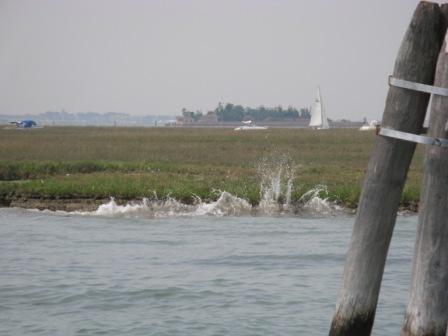 Waves are as destructive to wetlands as they are to buildings, but the wetlands can't even put up a fight.