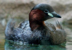 My favorite of many favorite ducks is a wintering species called a "tuffetto" (little diver).  Their arrival and departure are parentheses around the winter.
