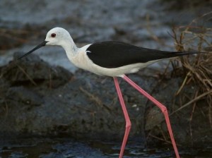 What is so elegantly called a cavaliere d'Italia (knight of Italy), in English is merely the black-winged stilt.  Still beautiful, though.