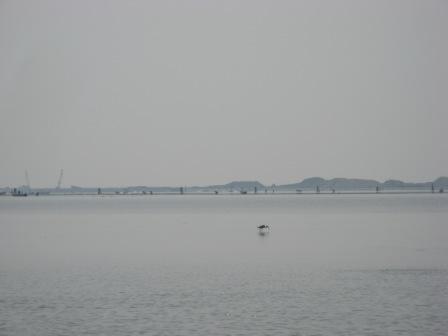 Looking toward the Lido at the lagoon inlet of San Nicolo'.  The heron is happy, but herons don't sweat.