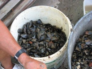 But as you see, real mussels emerge from the rugby scrum in the big tum.  These look almost edible.  Rinsed and stirred around with a big wooden stick, they come out looking just like something you can't wait to eat.