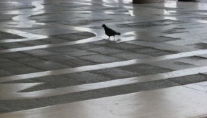 Pigeons have a refreshing outlook -- the only mystery in their world is where to find food.