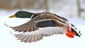 The male mallard, which the old Venetians described as the "wild duck with the red feet," was the original ducal gift.  (Photo: Greg S. Garrett)