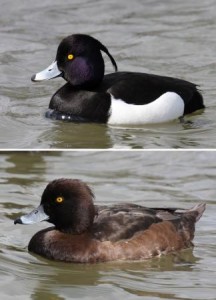Male and female tufted duck.  (Photo: Andreas Trepte)