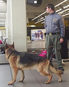 A Finance policeman (here patrolling Malpensa airport) is an even less welcome sight than an empty carousel.  (Photo: Massimiliano Mariani)