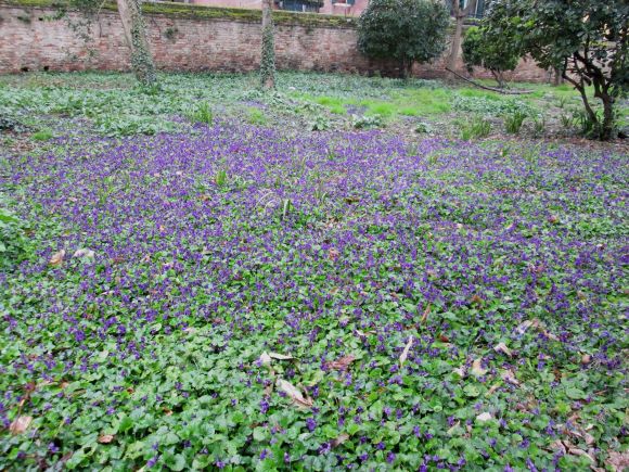 Violets are running riot all over the neighborhood.  I've never seen so many.  It must be a good sign of something.