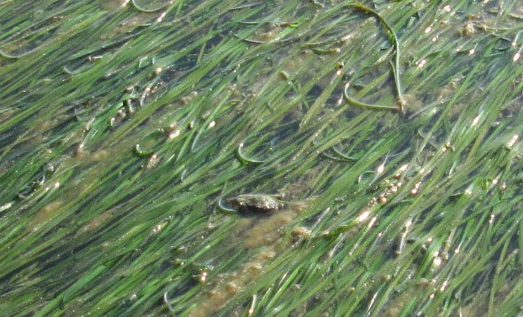 An inch of water is enough to keep the eelgrass moving in one direction with the falling tide, like tresses of some wort.  And a few denizens appear on the surface, like this tiny crab.  Crabs are a good sign; where there are crabs, there will also be plenty of other fish who nosh on them.  When you pull in a net, it's normal to see some half-gnawed little crabs.  and if you go fishing for eels, soft-shell crabs ("moeche") are the perfect bait. 