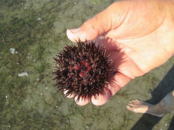 Lino came across the first sea urchin I've ever seen in the lagoon (I've seen them on rocks). Happily, he did not discover it with his bare foot. People eat them, but it seemed pointless to take just one home, so we released it back into its habitat. Far from our bare feet.