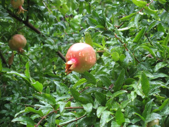 Pomegranates begin to ripen here in September. I wonder if anybody noticed.